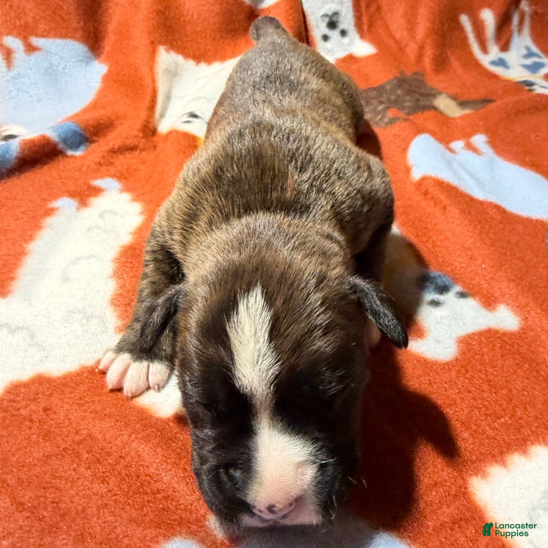 Boxer dogs for sale: Moose - Ad 2