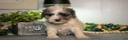 Cavapoo dogs for sale: Mitsy - Ad 3