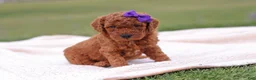 Mini Goldendoodle dogs for sale: Tilly - Ad 8