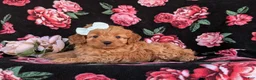 Cockapoo dogs for sale: Kaelee Hypoallergenic - Ad 4