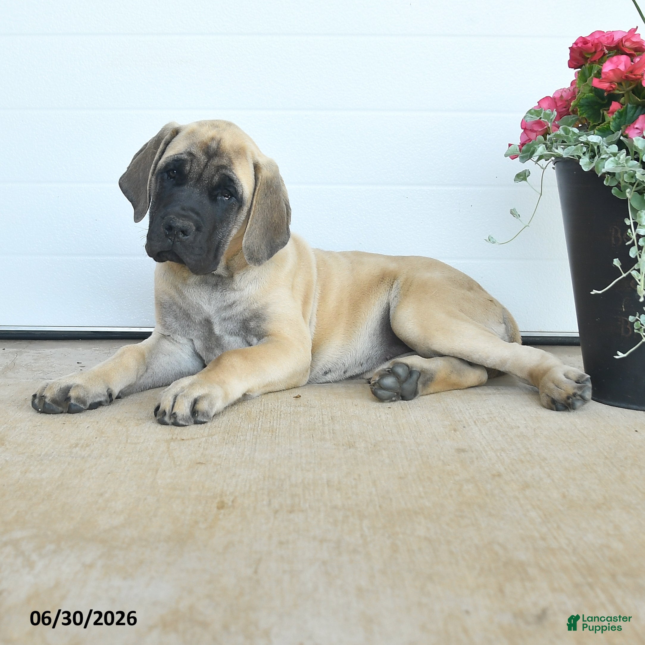 English Mastiff dogs Charity - Ad 2