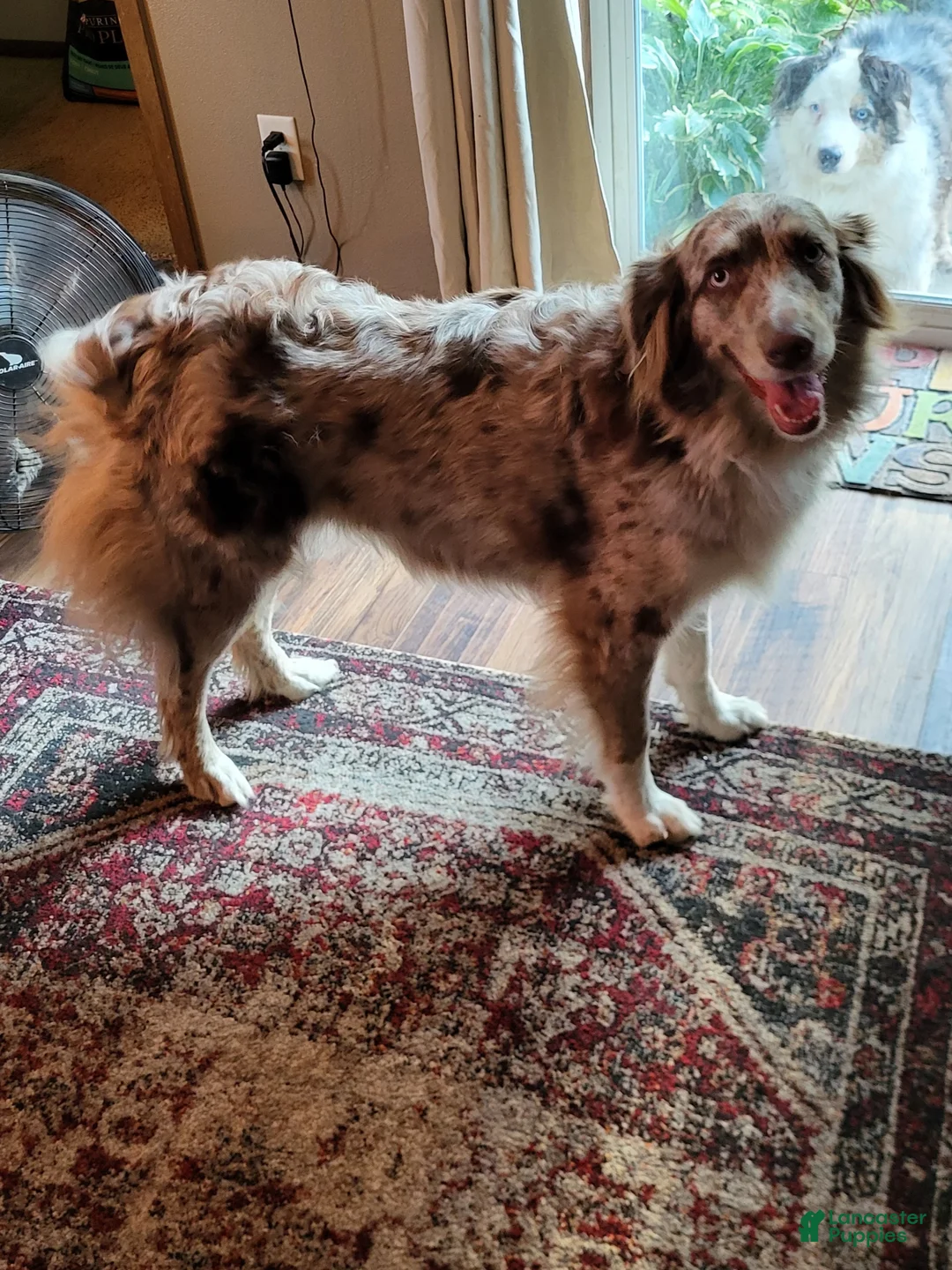 Aussiedoodle dogs for sale: Aussiedoodle Puppy 4 - Ad 6