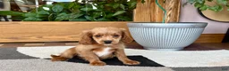 Mixed Breed dogs for sale: Cockapoo/Cavapoo female 2  - Ad 3