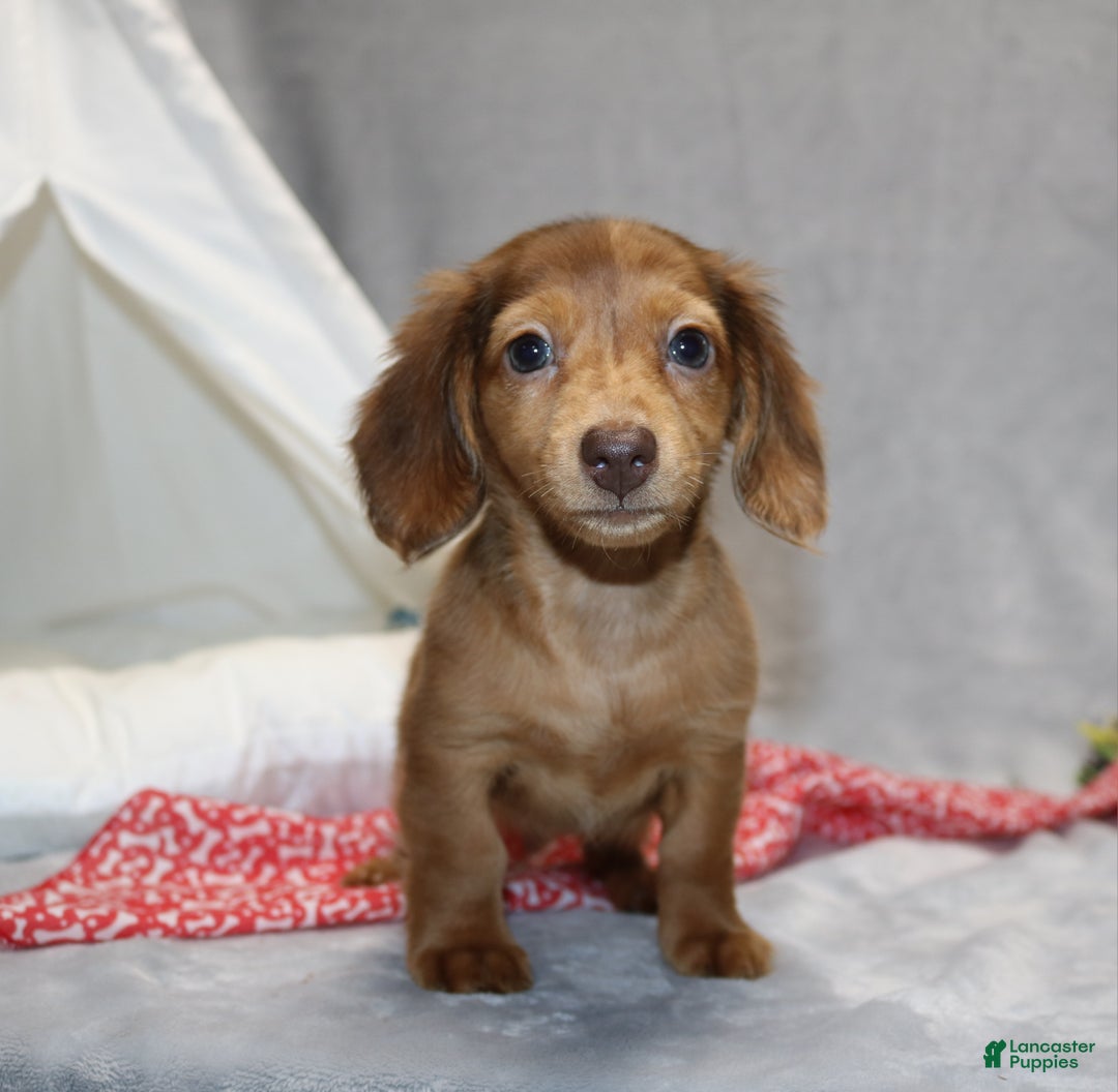 Miniature Dachshund dogs for sale: Archie  - Ad 3