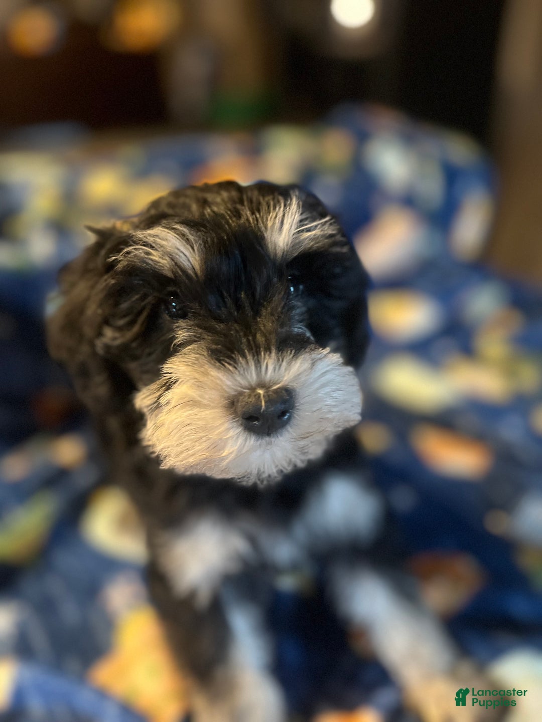 Miniature Schnauzer dogs for sale: Kali - Ad 16