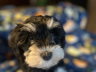 Miniature Schnauzer dogs Abby - Ad 9