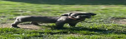 Cane Corso dogs for sale: Rita - Ad 3