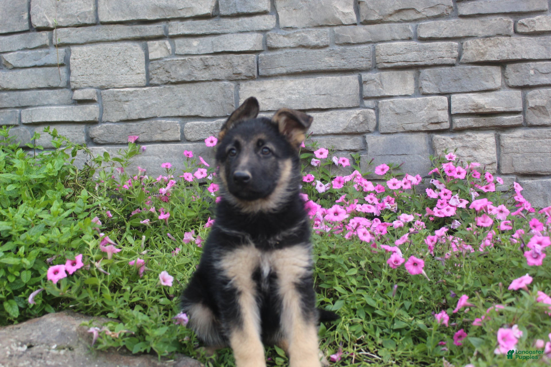 German Shepherd dogs Abby - Ad 2