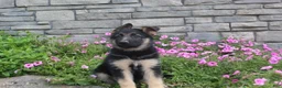 German Shepherd dogs for sale: Abby - Ad 2