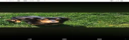 Miniature Dachshund dogs for stud: Stud service - Ad 5