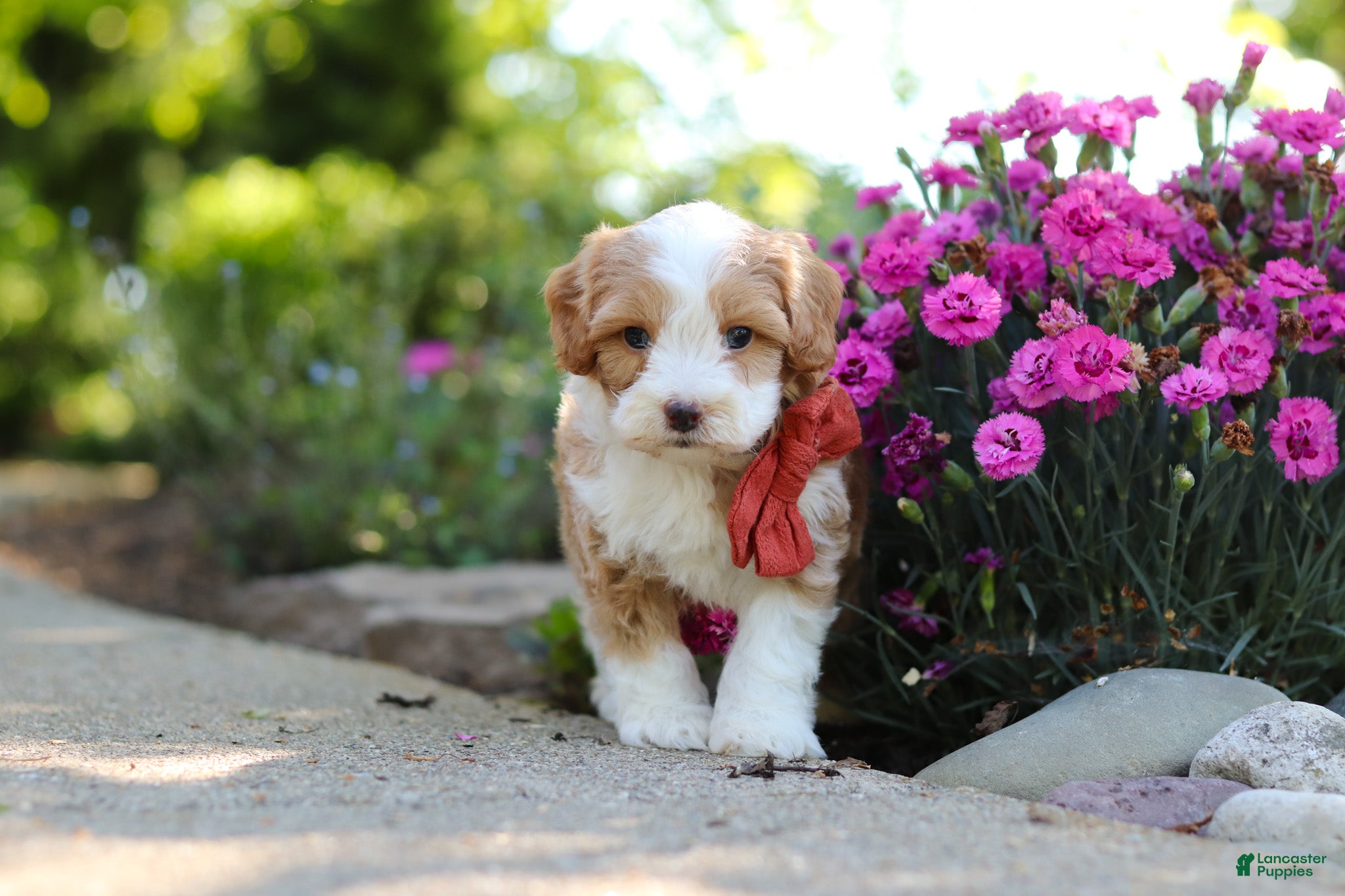 Cavapoo dogs for sale: Baxter - Ad 7