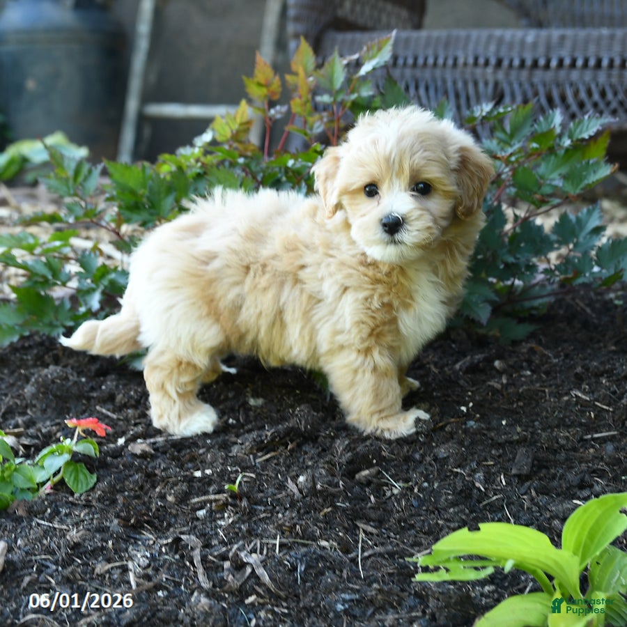 Maltipoo dogs Bud - Ad 1
