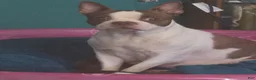Boston Terrier dogs for sale: Boston Terrier 2 - Ad 2