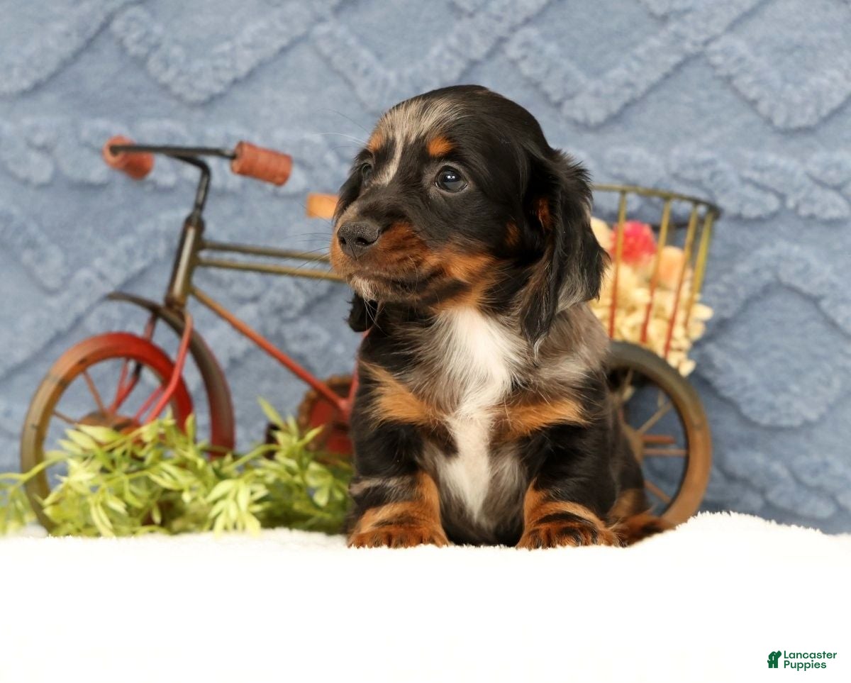 Miniature Dachshund dogs Jasper - Ad 2