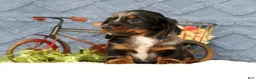 Miniature Dachshund dogs for sale: Jasper - Ad 2