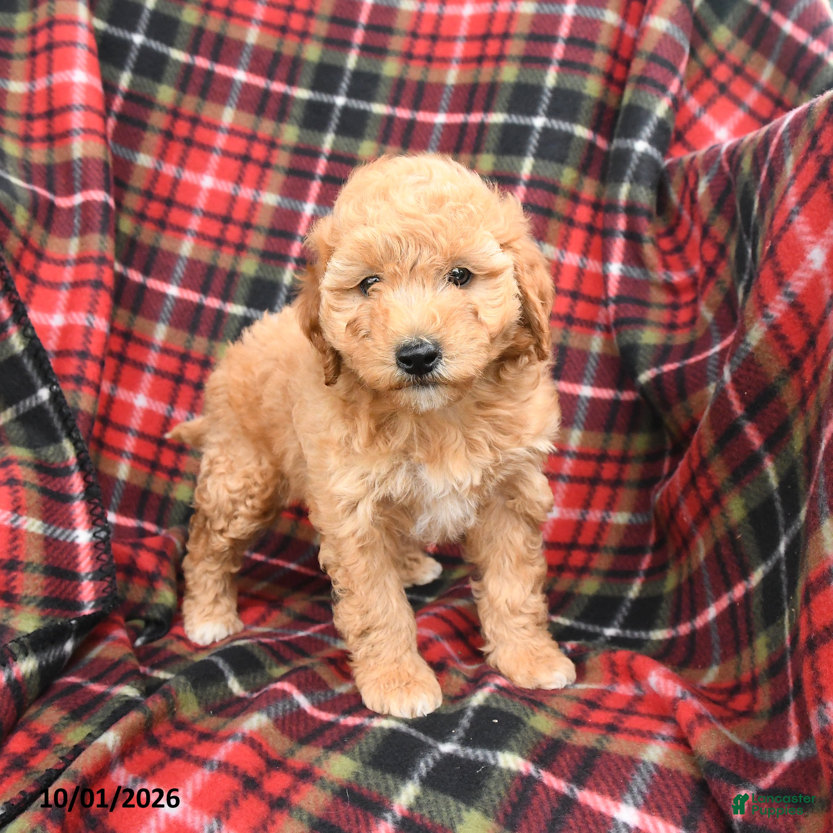 Mini Goldendoodle dogs Stormy - Ad 2