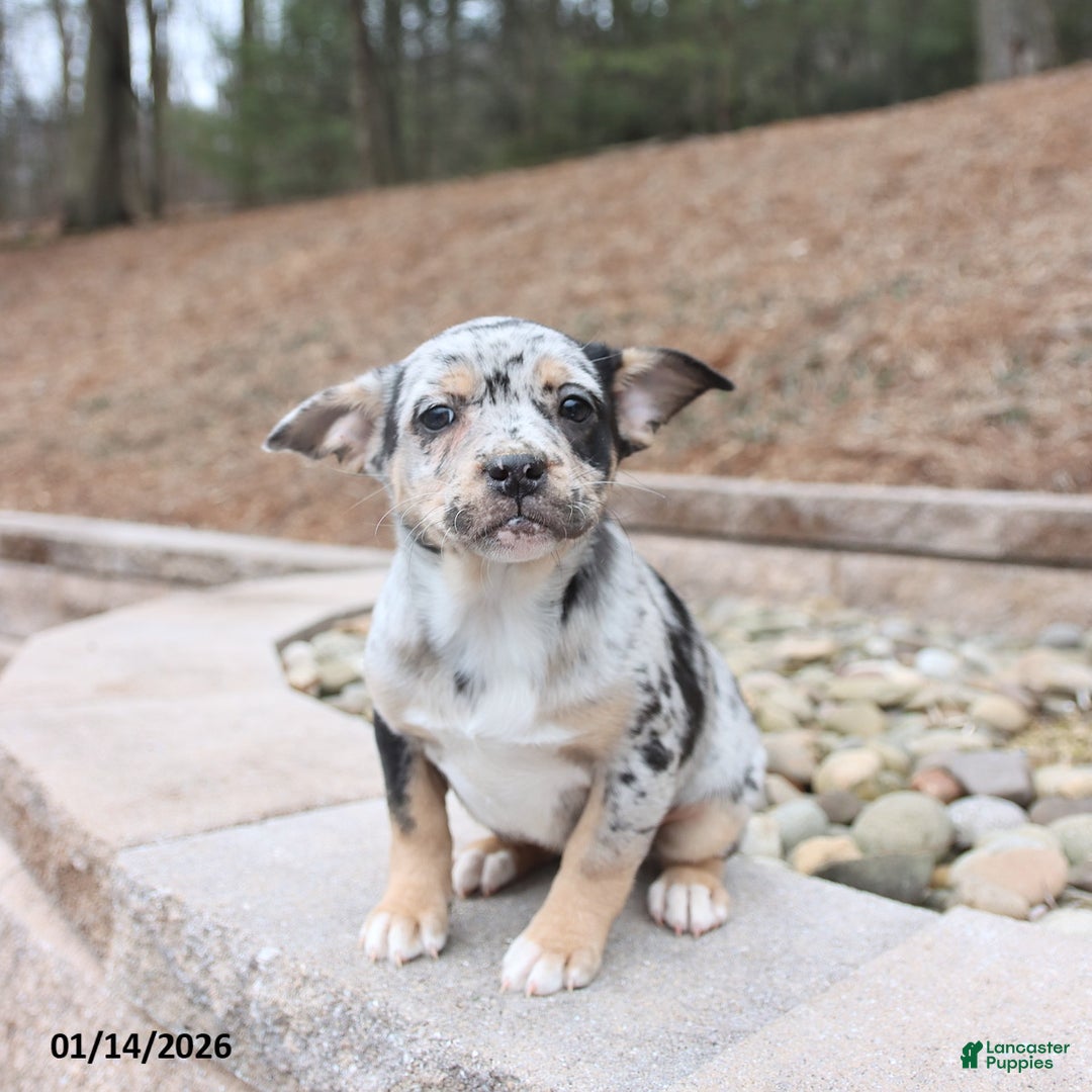 Mixed Breed dogs for sale: Melody - Ad 2