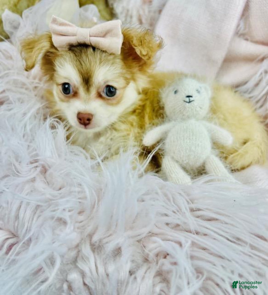 Chihuahua dogs for sale: Chihuahua Puppy 1 - Ad 4