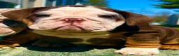 English Bulldog dogs for sale: Rubble - Ad 19