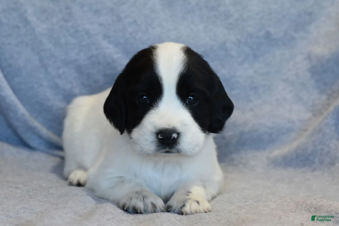 English Springer Spaniel dogs for sale: Trout - Ad 1