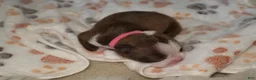 Boston Terrier dogs for sale: London - Ad 2