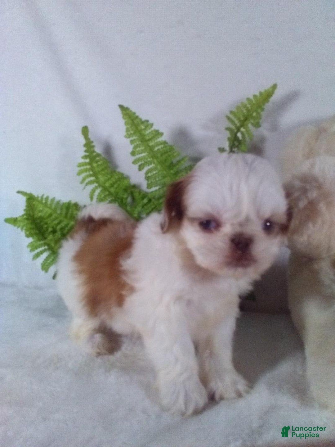 Shih Tzu dogs for sale: Bandit - Ad 3