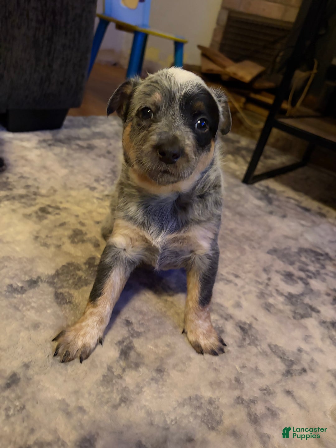 Australian Cattle Dog dogs for sale: Stockings - Ad 2