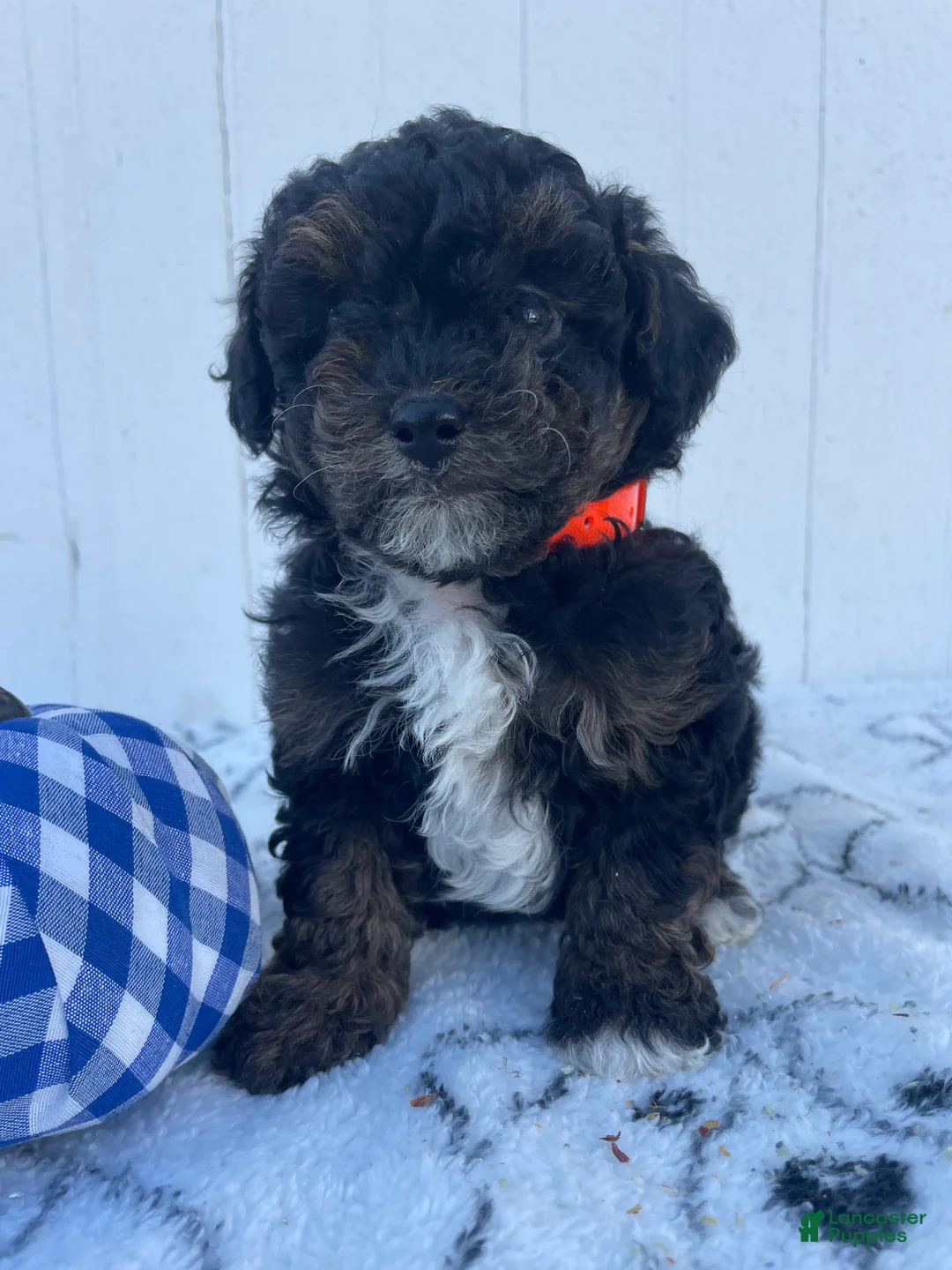 Yorkiepoo dogs for sale: Dylan - Ad 4