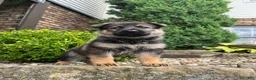 German Shepherd dogs for sale: Maple - Ad 4