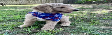 Standard Poodle 1