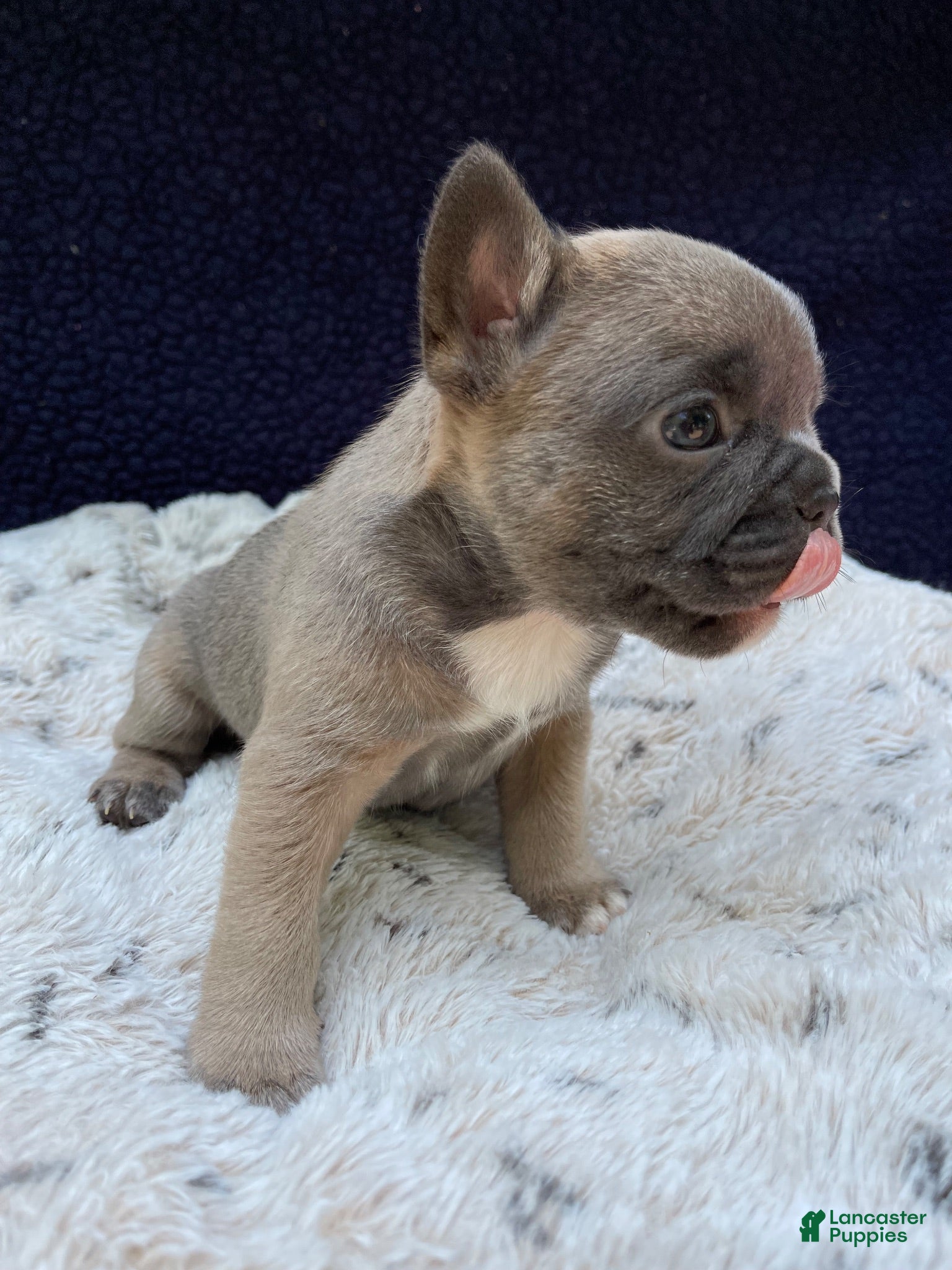 French Bulldog dogs French Bulldog 3 - Ad 1