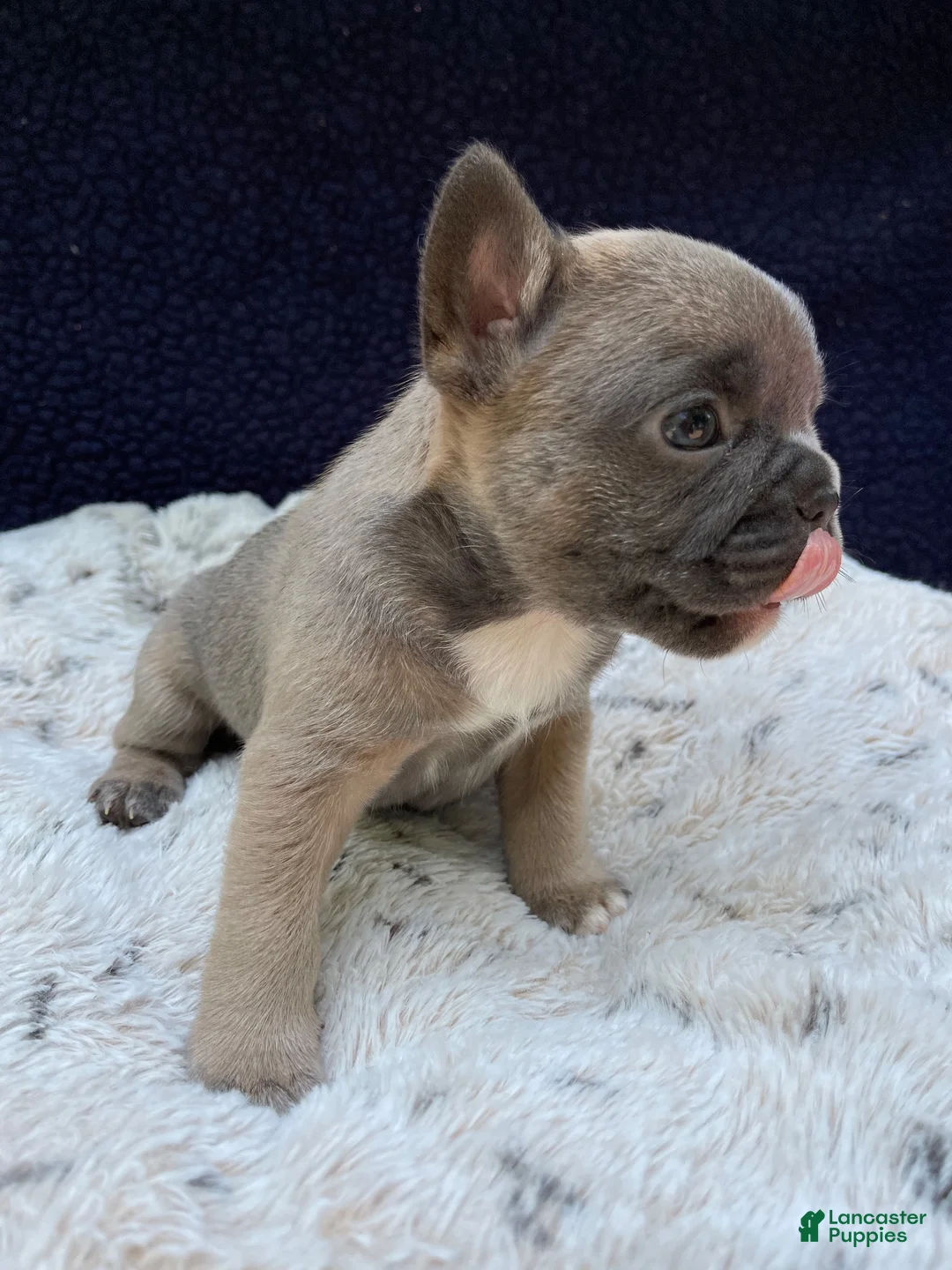 French Bulldog dogs for sale: French Bulldog 3 - Ad 1