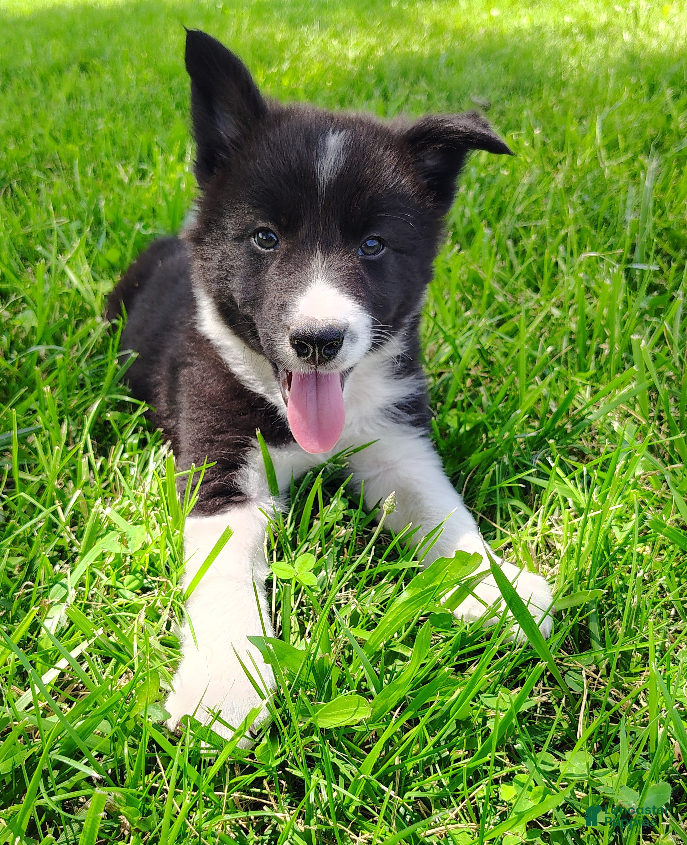 Border Collie dogs Giligan  - Ad 1