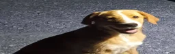 Mixed Breed dogs for sale: Daffy - Ad 3