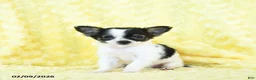 Chihuahua dogs for sale: Tiny Tim - Ad 2