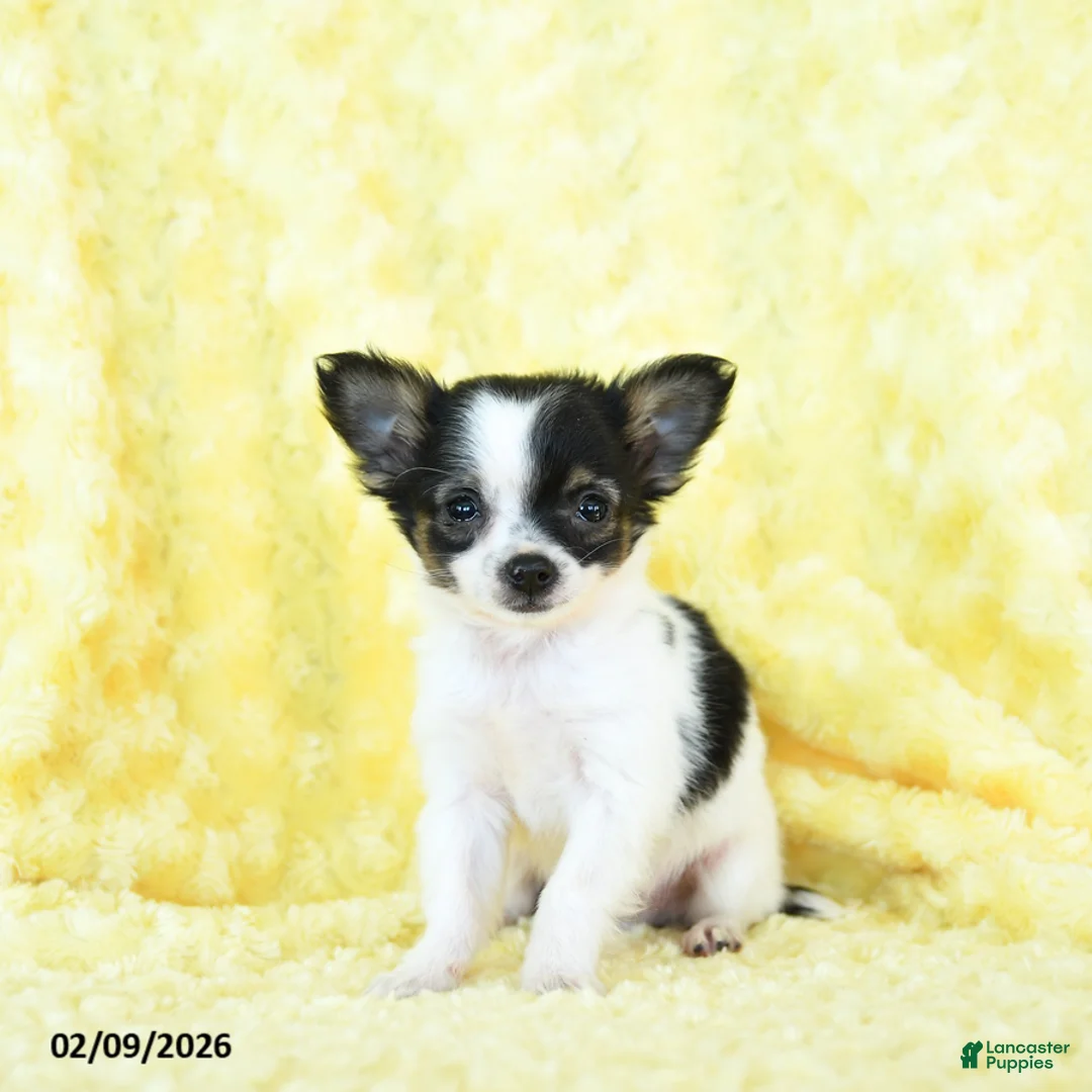 Chihuahua dogs for sale: Tiny Tim - Ad 2