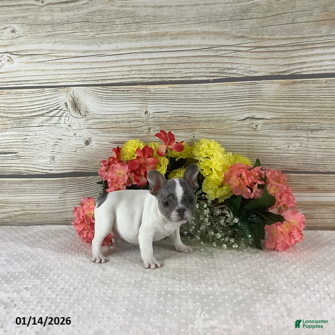 French Bulldog dogs for sale: Jesse - Ad 5