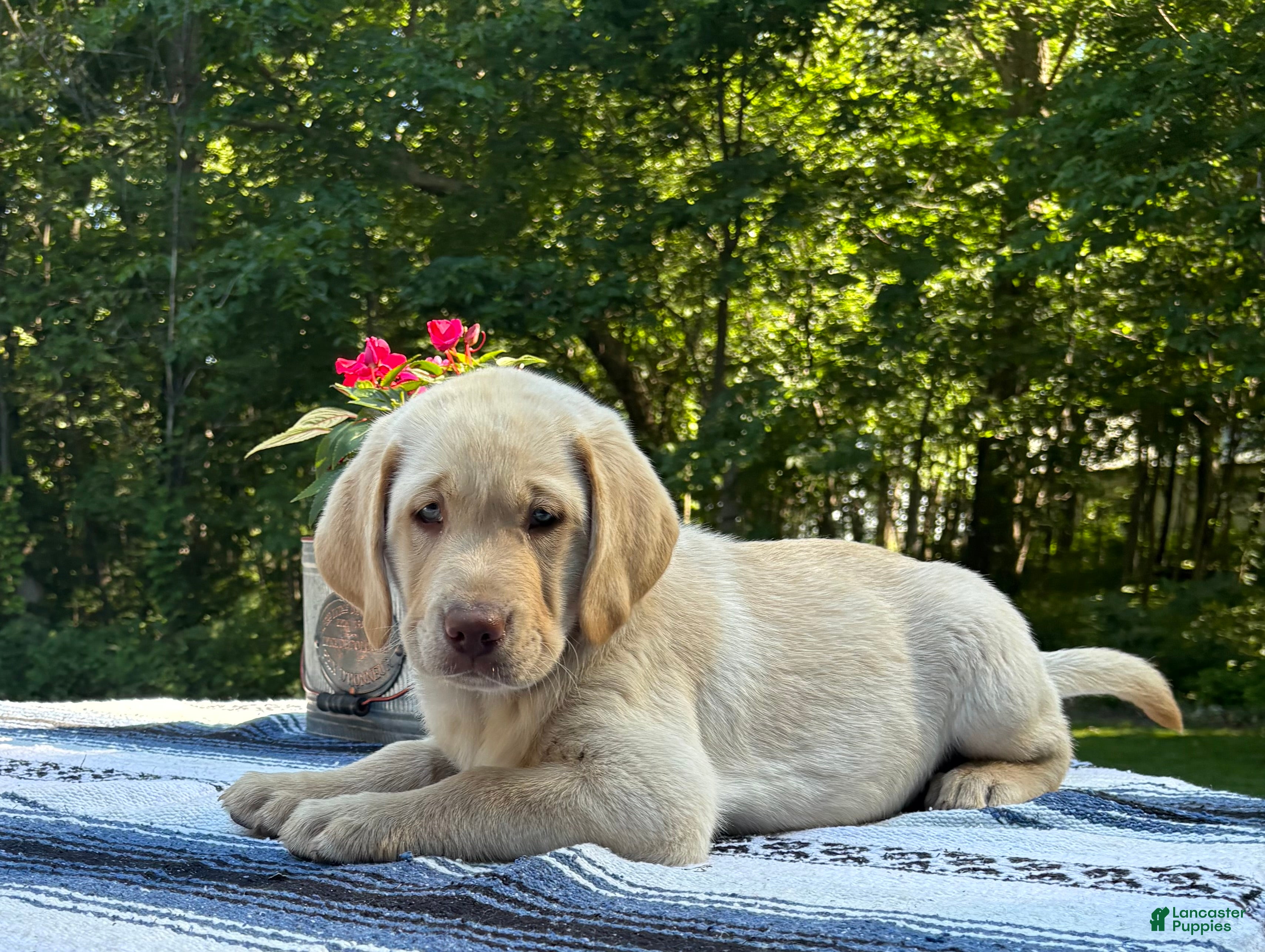 Labrador Retriever dogs Bear - Ad 2