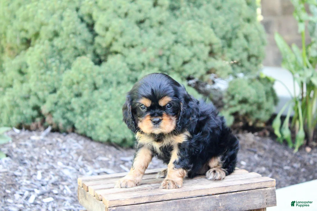 Cavalier King Charles Spaniel dogs for sale: Bella - Ad 2