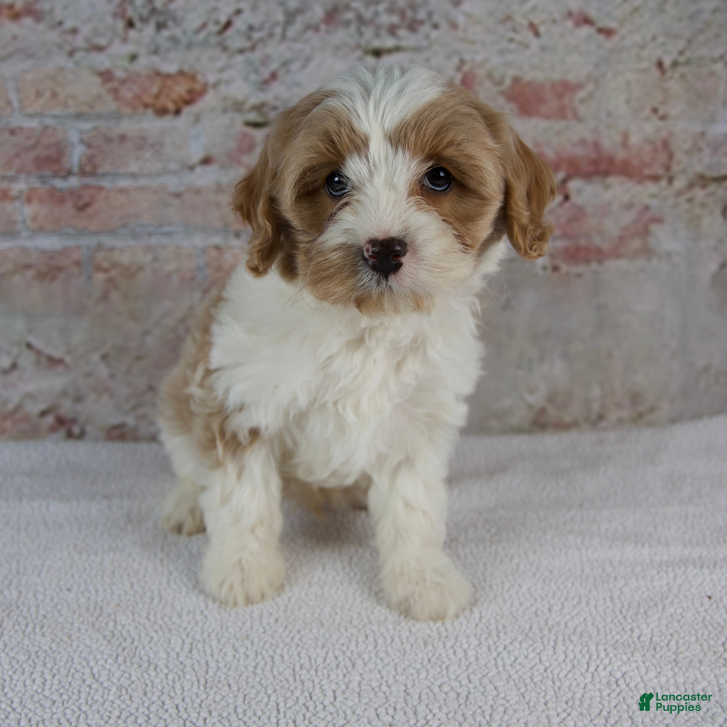 Cavapoo dogs Cruz - Ad 1