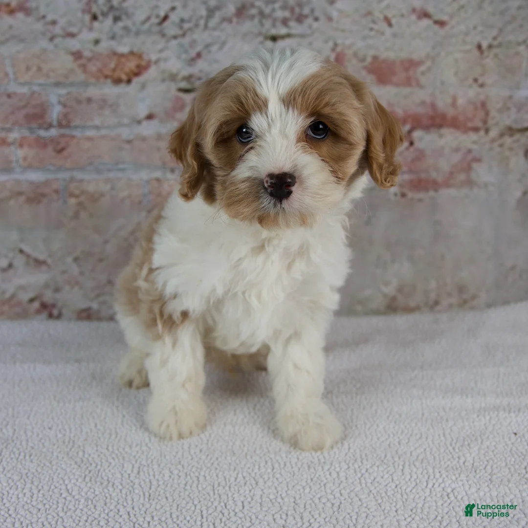 Cavapoo dogs for sale: Cruz - Ad 1
