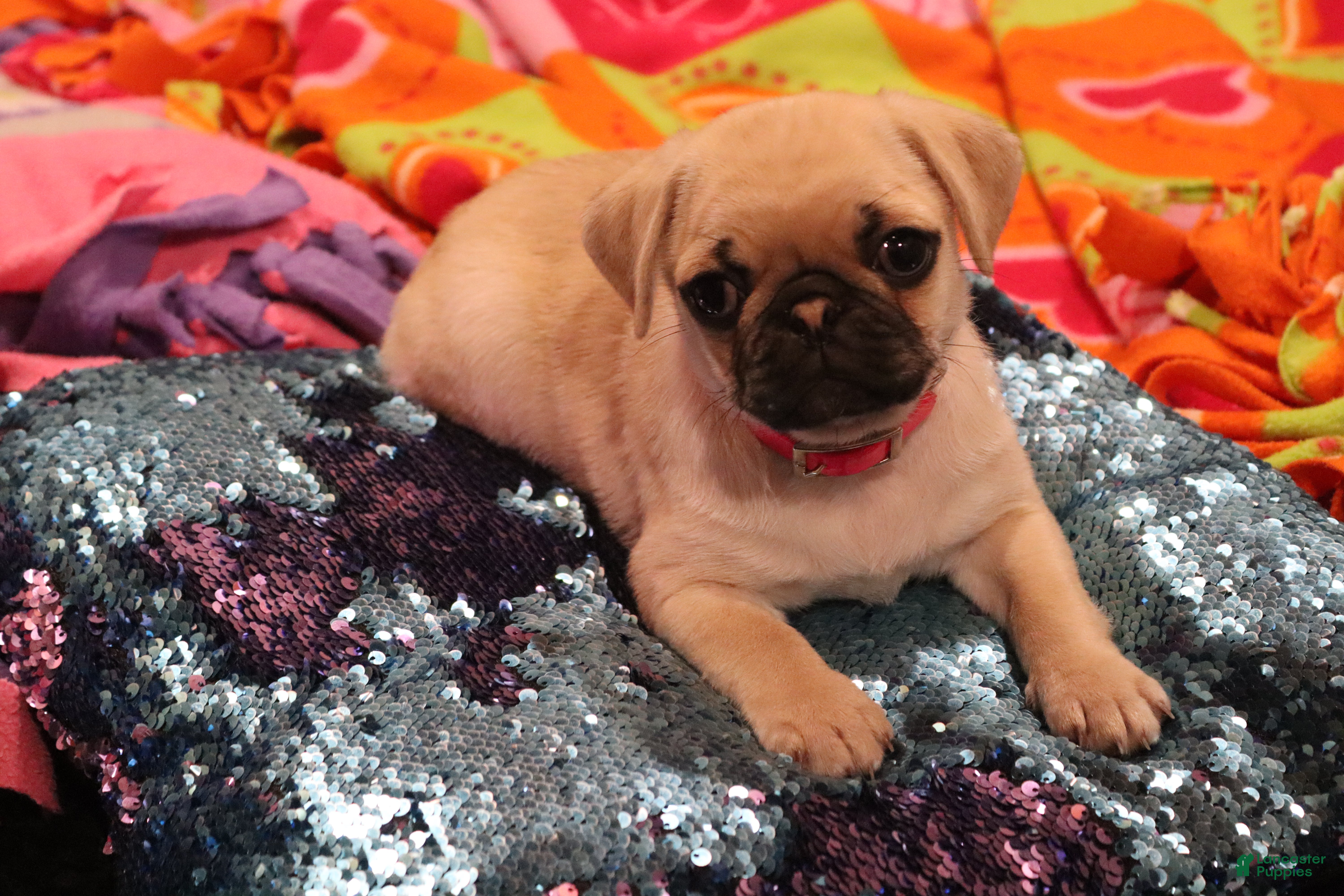 Pug dogs Pippi - AKC - Ad 15