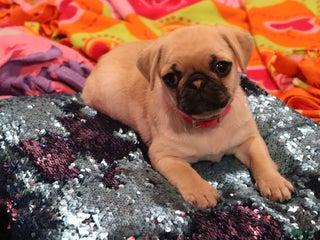 Pug dogs Pippi - AKC - Ad 9