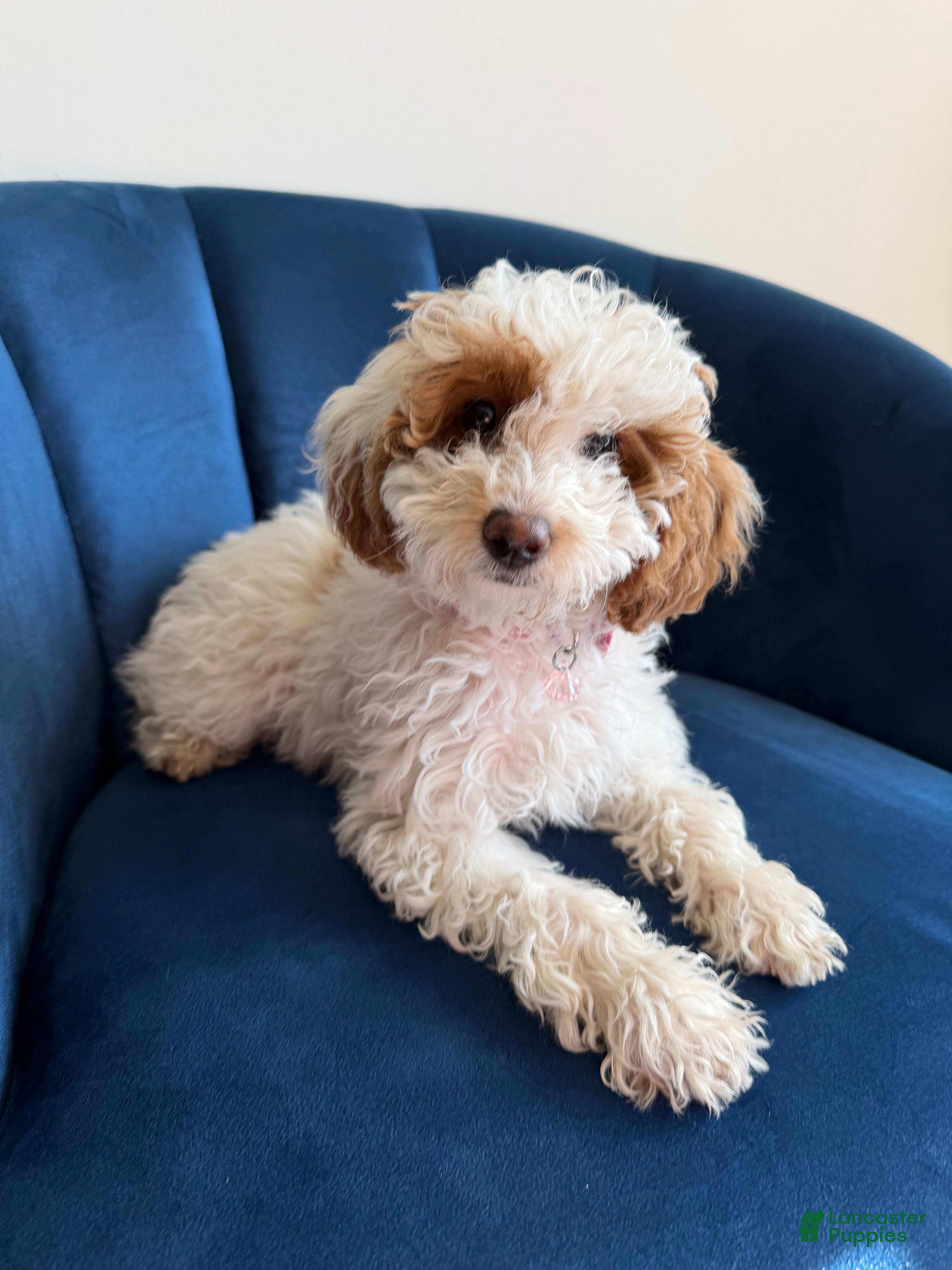 Mini Goldendoodle dogs Callie  - Ad 1