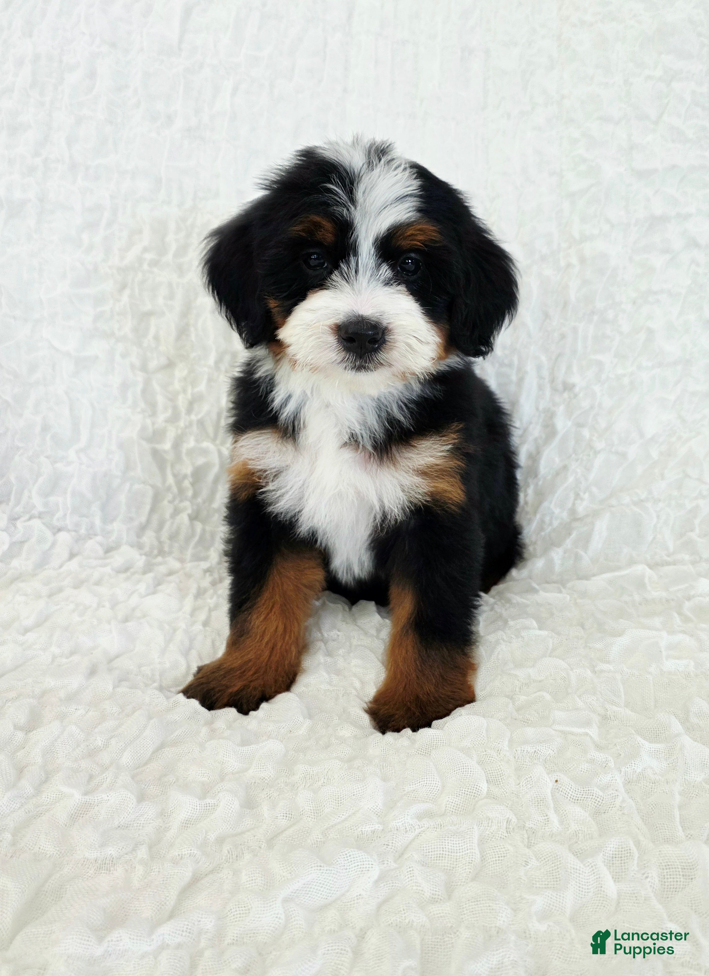 Bernedoodle dogs Ava - Ad 40