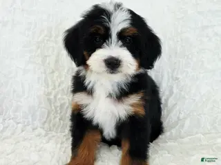 Bernedoodle dogs Ava - Ad 40