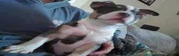 American Bully dogs for sale: American Bully 5 - Ad 23