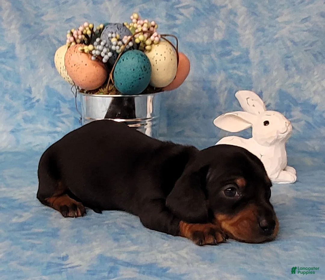 Miniature Dachshund dogs for sale: Simon AKC - Ad 5
