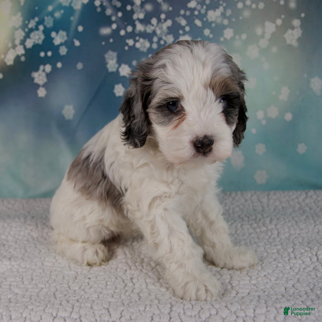 Cockapoo dogs for sale: Carla - Ad 3