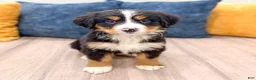 Bernese Mountain Dog dogs for sale: Harry - Ad 6